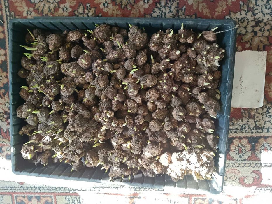 Многолетние растения продам