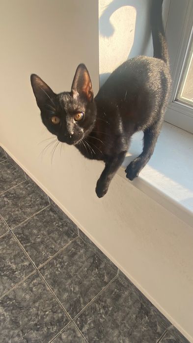 Ofer spre adopție pisici