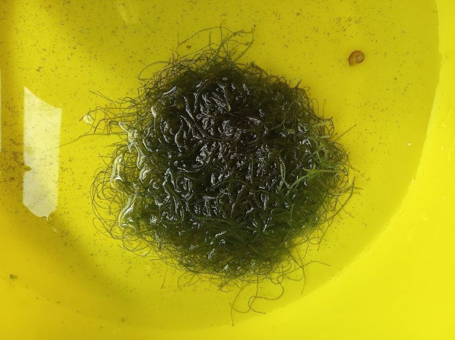 Водни растения за аквариуми