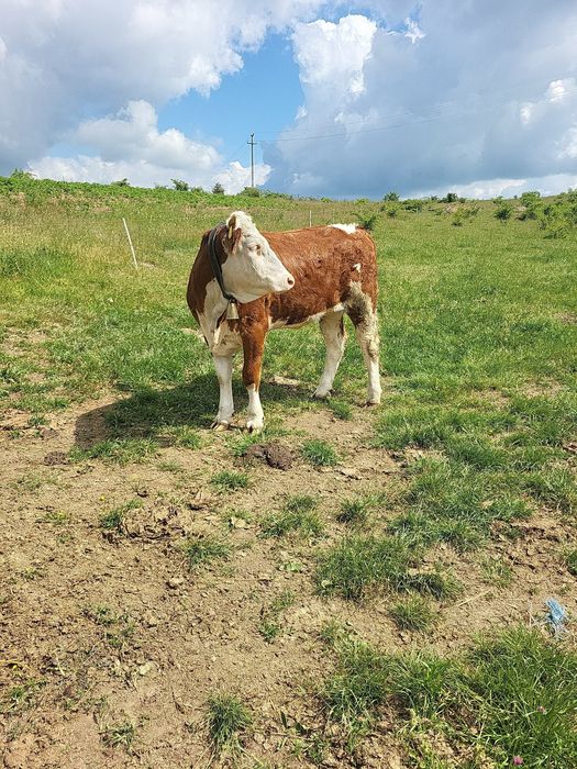 De vanzare jurinca buna de tinut