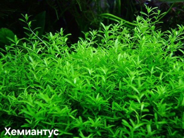 Растения без Co2