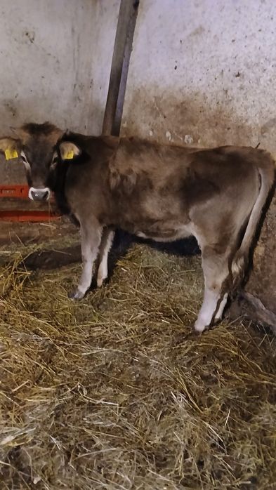 Jurincuta bruna de maramures