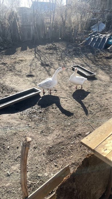 Продам гуся и гусыню!
