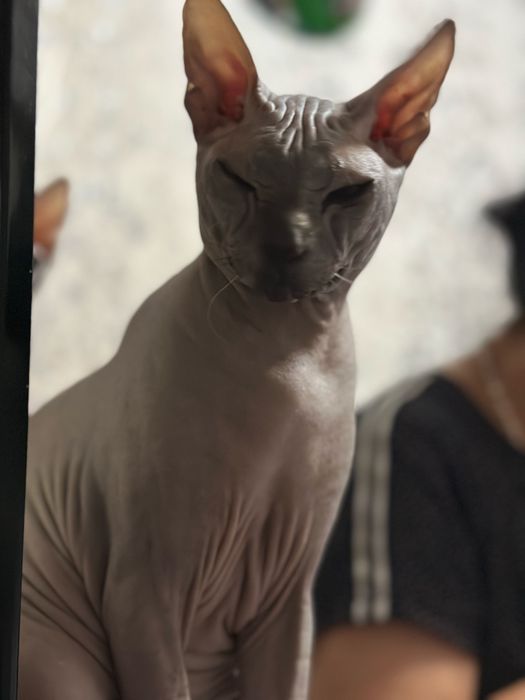 Вязка кот донской сфинкс