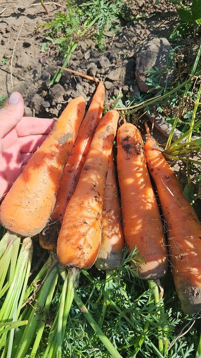 Продам морковь оптом