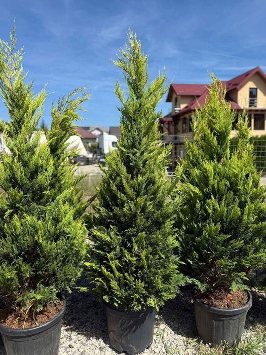 Gazon rulou și chiparos leylandii