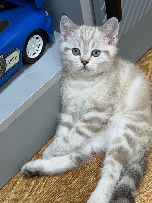 Марғаулар өз үйлерін іздейді.