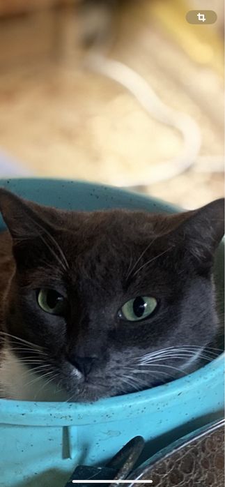 Котики и кошки мышелоы