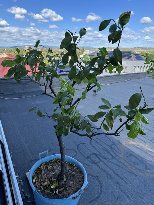 Vand Lamai mare pe rod