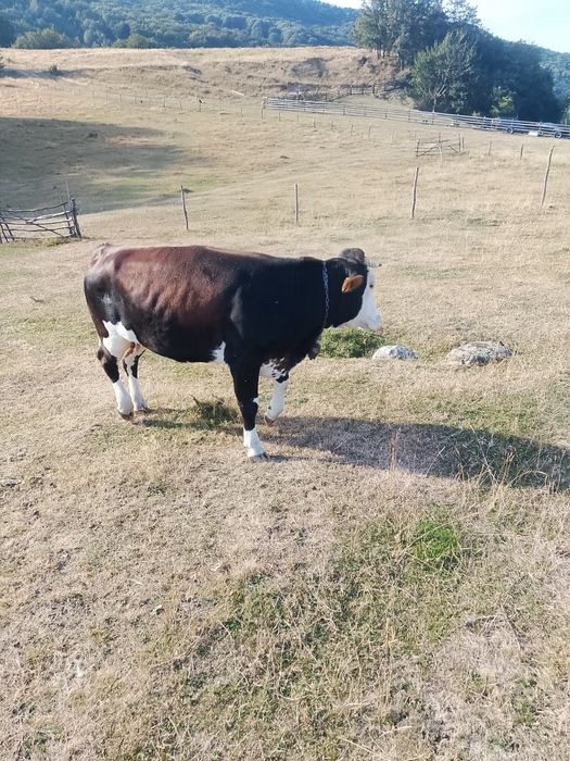 Junica de anul trecut împreună cu vaca se vând amândouă odată