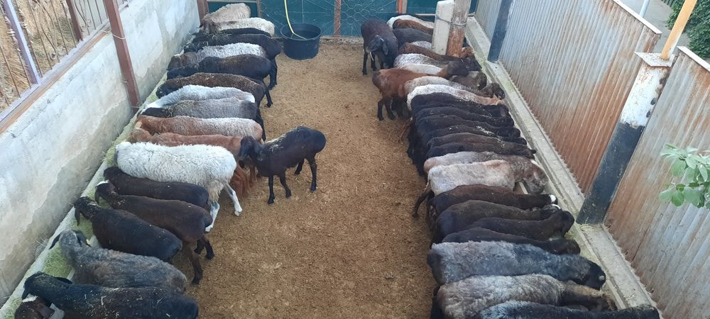 май семиз токты тусак кой кошкар