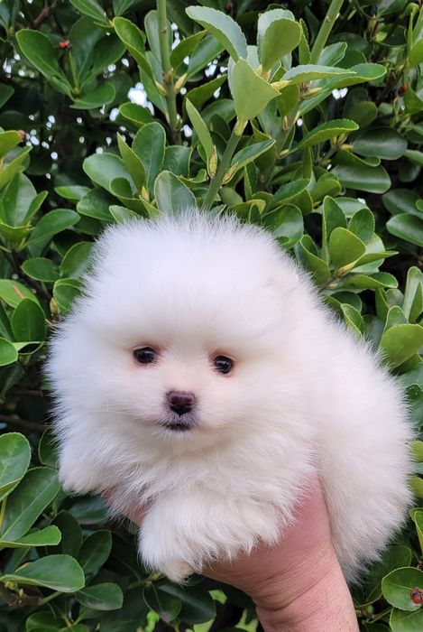 Померан-мини шпиц!!!