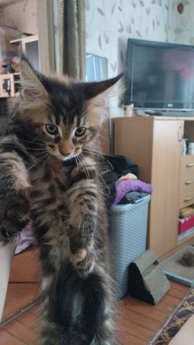 Котята мальчик и девочка