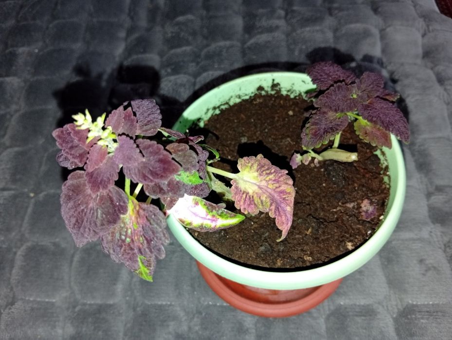 Продам комнатные цветы, цены в описании