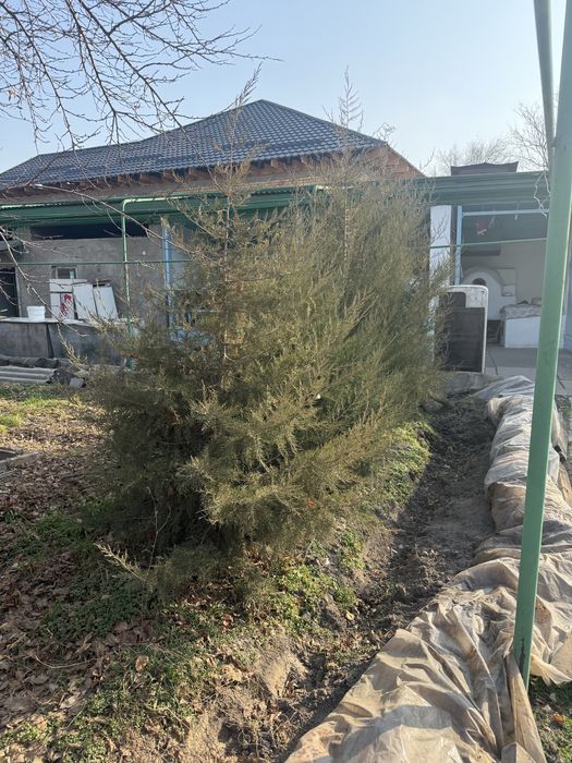 Можевельник молодой