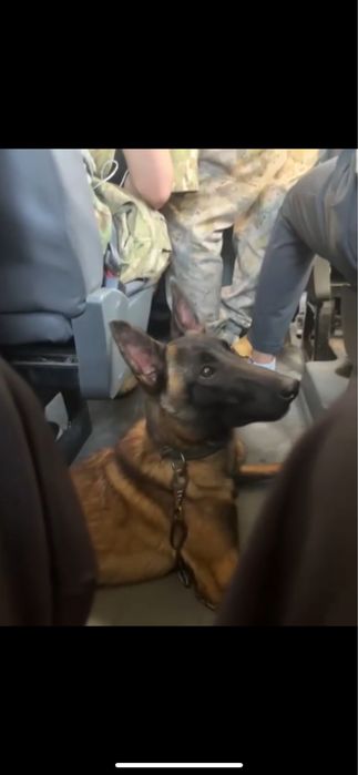 Ұрғашы малинуа сатылалы таза қанды