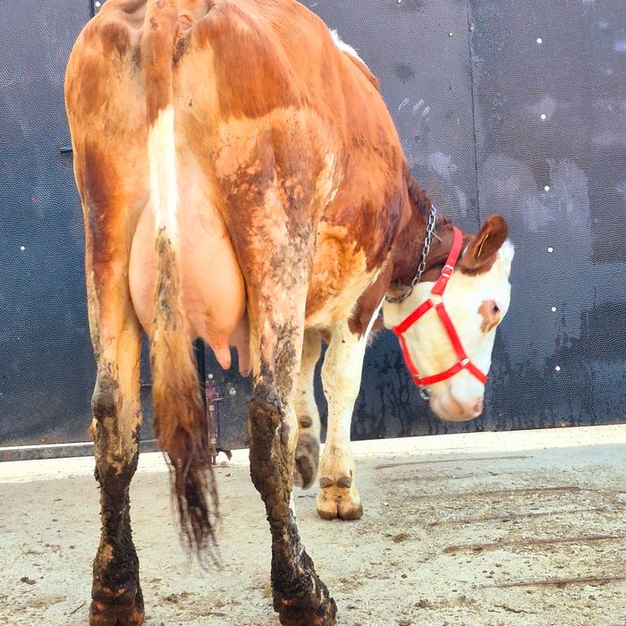 Vând vaca baltata romaneasca 4 ani fffff bună de lapte