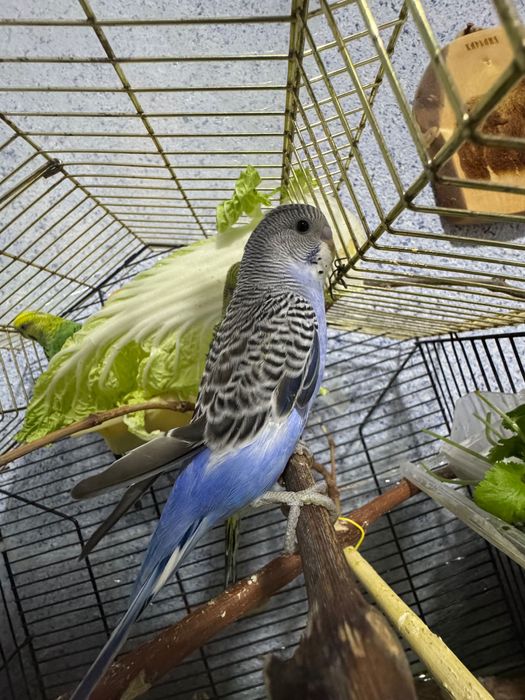 Попугай. Чех. Волнистый синий