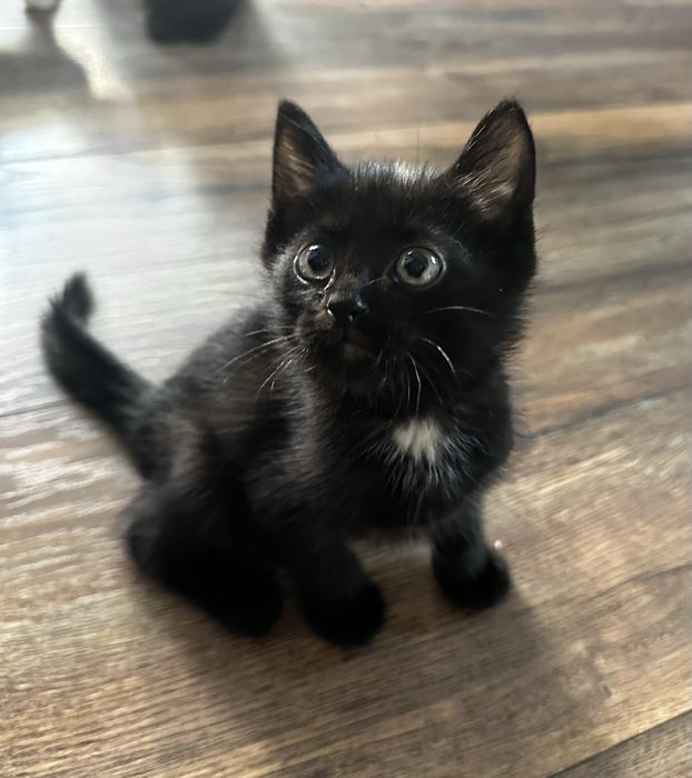 Котята ищут заботливых хозяев.