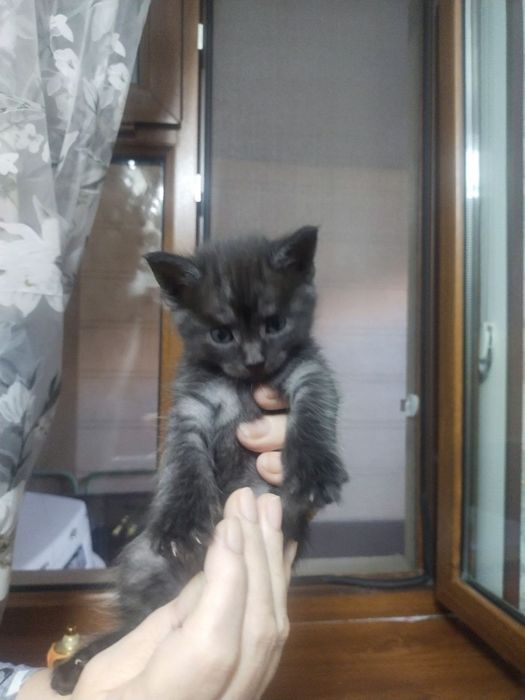 Продам котят в хорошие руки