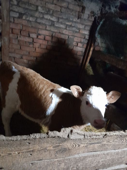 Продам телочку возраст месяц