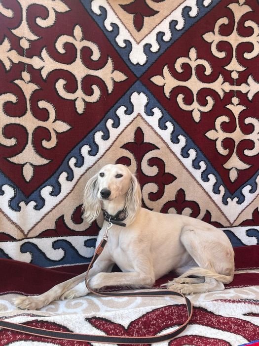 Тазы сатылады Арлан