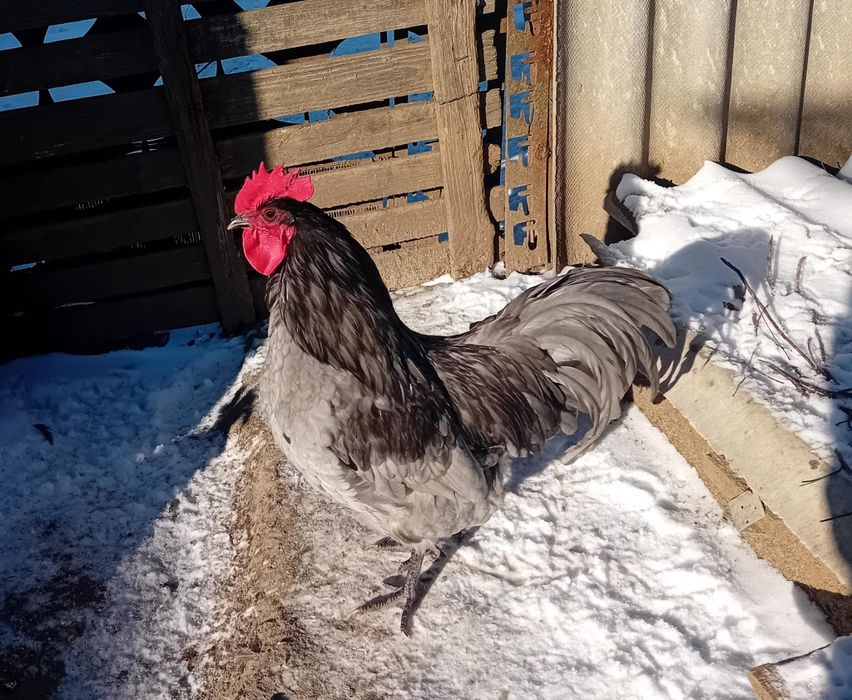 Cocosi Australorp