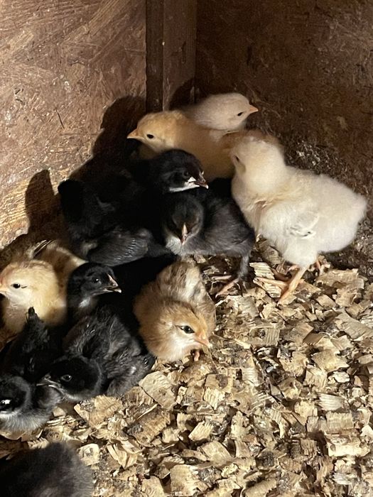 Pui gaina de casa + metis araucana