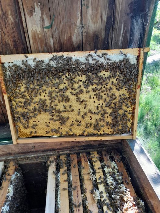 Vand 50 famili de albine