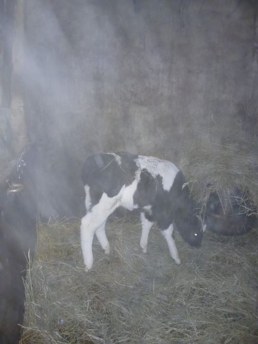 Продам теленка,телочка,10 дней