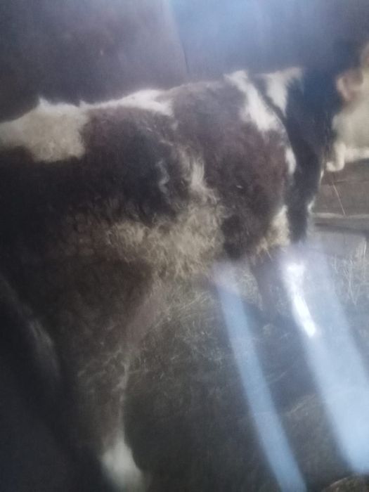 Vând vițea bălțată românească