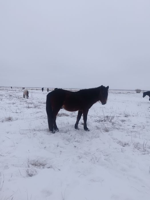 Айғыр сатылады үйірде жүр