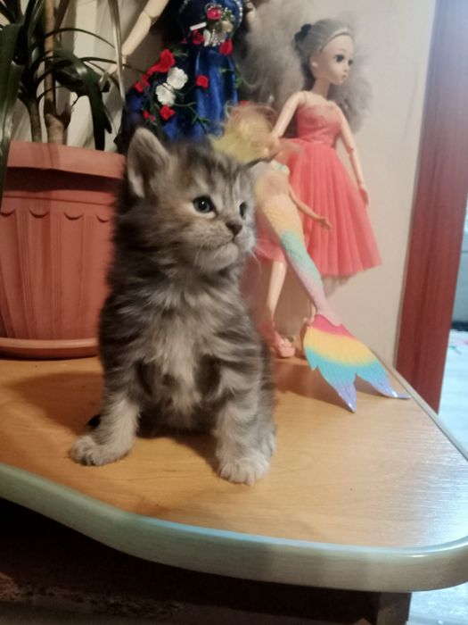 Кошечка Мейн Кун