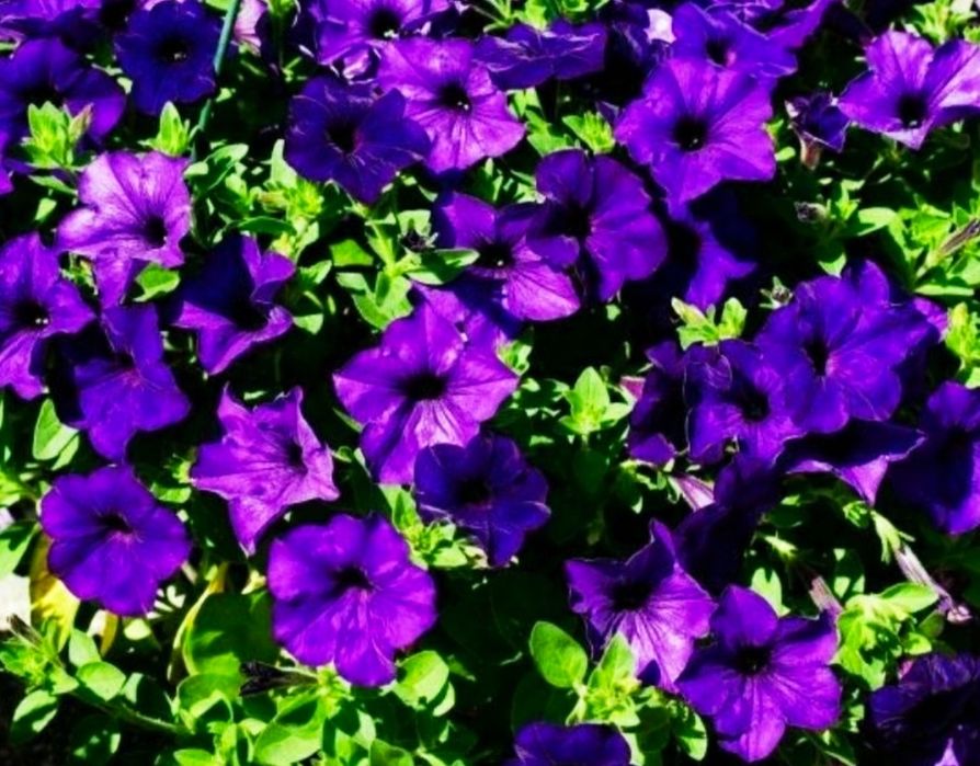 Петуния рассада цветов