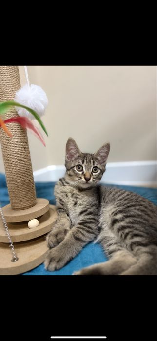 Отдам кот в добрые руки