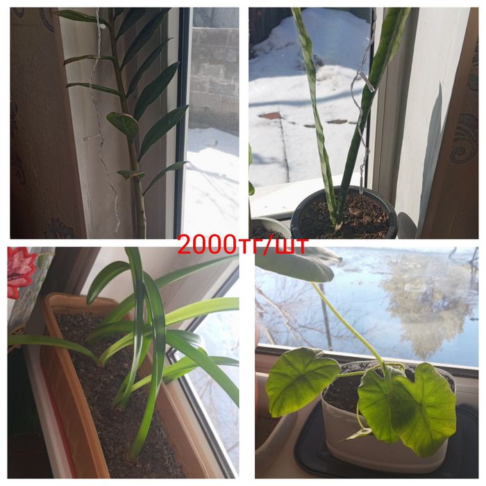 Продам комнатные цветы