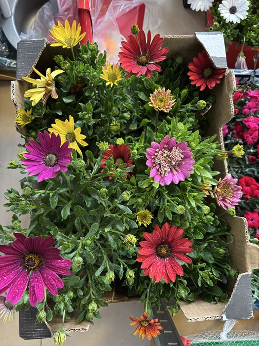 Мушкато, сакъзчета, маргаритки