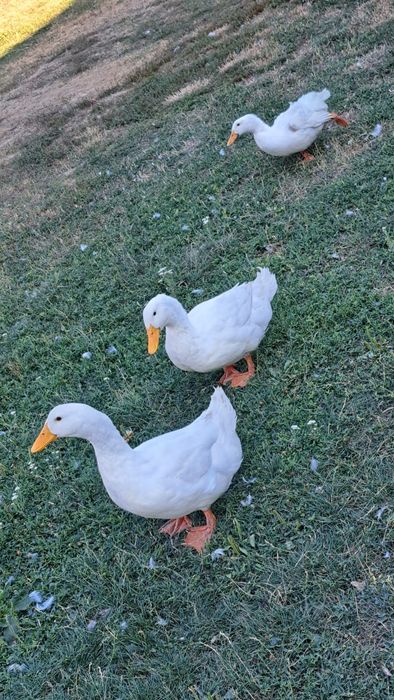 3 rate - 2 ratoi si o rata