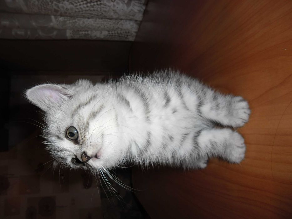 Британские котята.