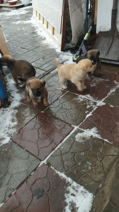 Отдам щенят сосновый бор