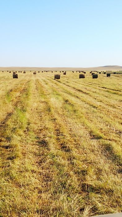 Продам сено. Разнотравье и луговое