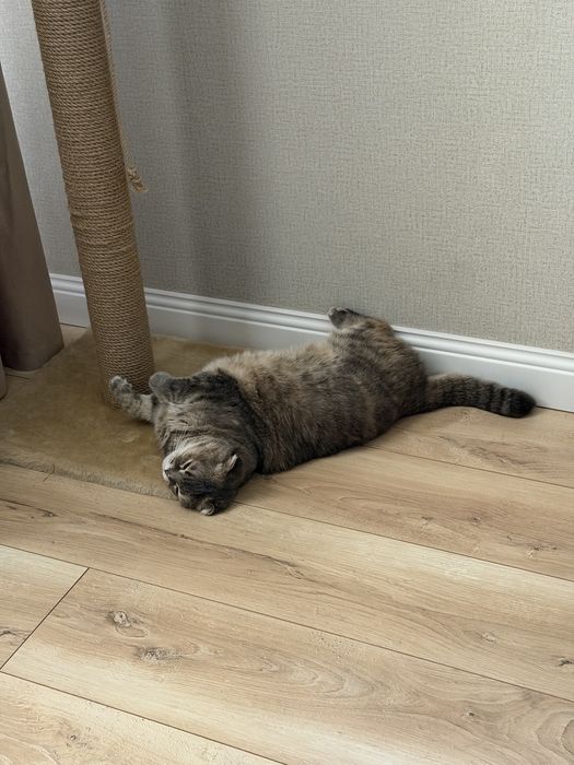Отдам домашнюю кошку