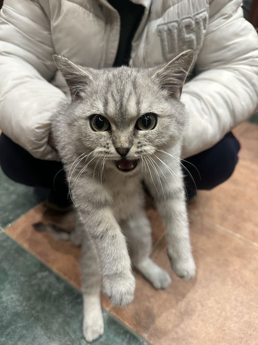 Toza shinshilla mushugi