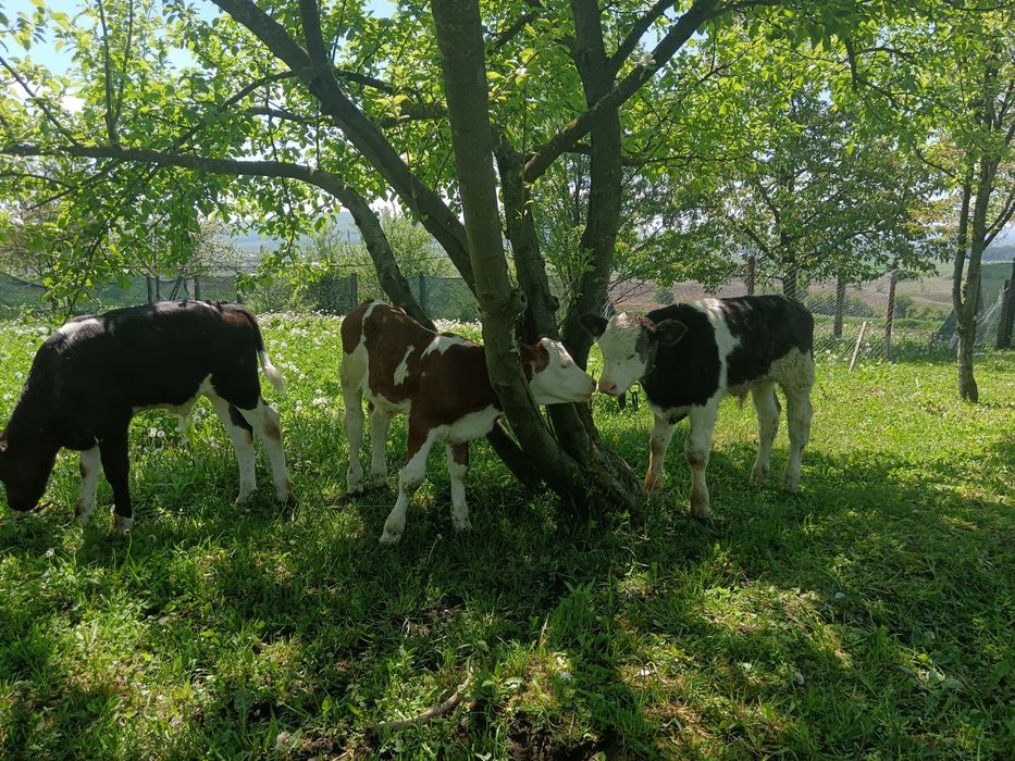 3 Taurasi !!!!i 4  vițele bălțate de pus la vaca