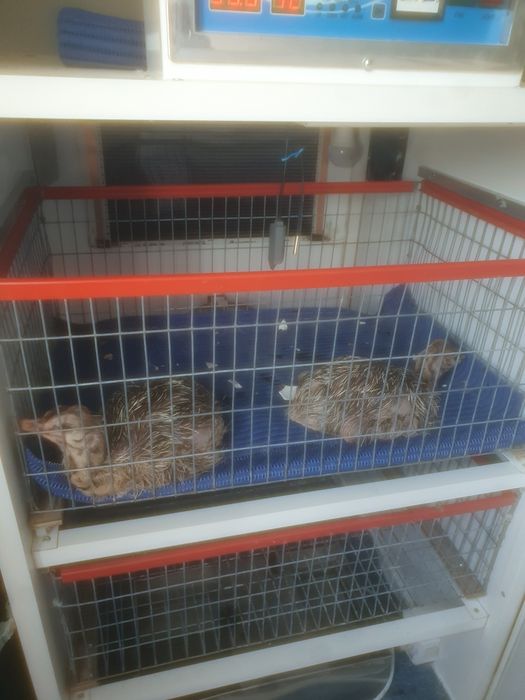 Ferma struti PST Bacău 0742 821 705