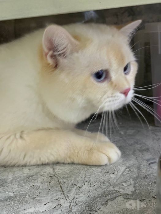 British shorthair tozza parodali mushuk. 8yarim oylik baqvat mushuk,