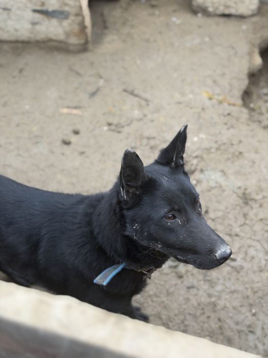 Щенок собака продам