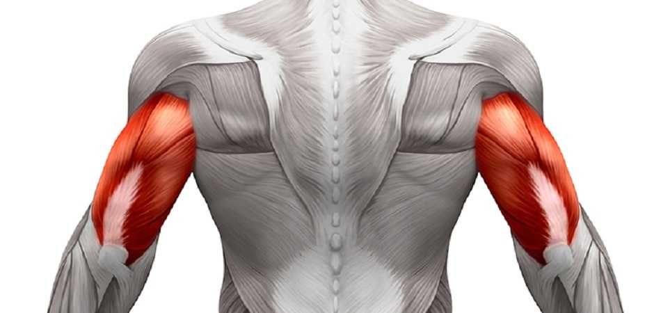 Impulse PL9023
Бицепс / Трицепс Bilak va qo'l orqa muskullar trenajori