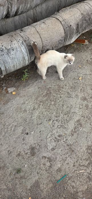 Кот ищет свой дом