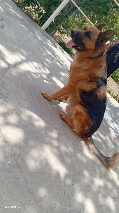 Немецкий овчарка